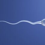 Which Food Down Sperm Motility